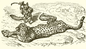 Der Leopard und der Fuchs