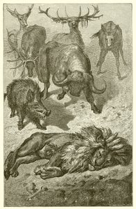 Der alte Löwe