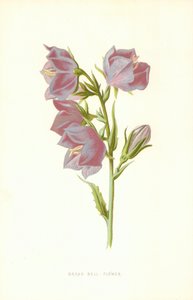 Breitglockenblume