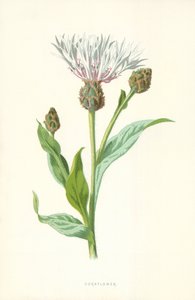 Kornblume