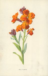 Mauerblümchen