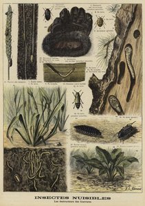 Insekten, die Pelzkleidung zerstören