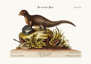 Der indische Ichneumon, 1749-73