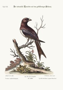 Der gabelschwänzige indische Metzger-Vogel