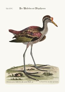 Der Spornflügel-Wasserhahn, 1749-73
