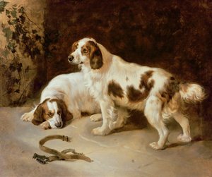 Bretagne-Spaniels