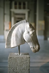 Kopf eines Pferdes