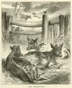 Kälber