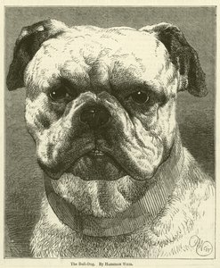 Der Bulldogge