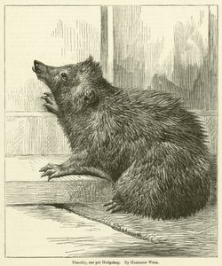 Timothy, unser Haustier-Igel