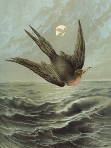 Fregattvogel