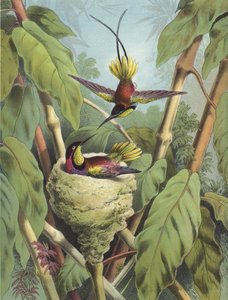 Kolibri