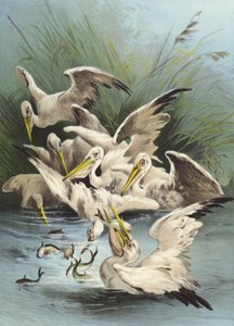 Pelikan beim Füttern
