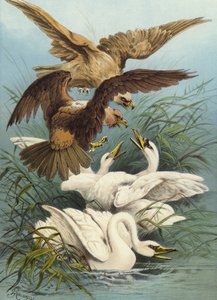 Schwäne und Adler