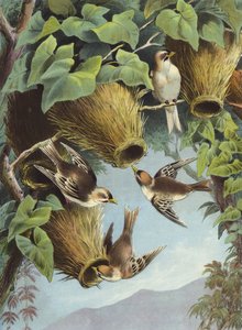 Webervogel