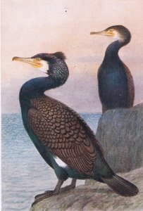Kormoran, Postkarten, 1930er Jahre
