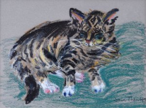 Getigerte Katze, 2005