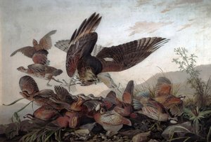 Falken greifen Rebhühner an, 1826