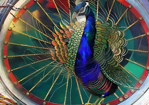 Tiere: Pfau 3