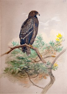 Schreiadler (Aquila clanga), 1856-67