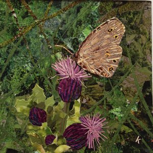 Flit - Satyrfalter auf Distel