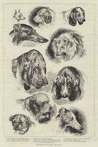 Die Hundeschau des Kennel Clubs