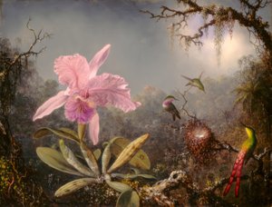Cattleya-Orchidee und drei Kolibris