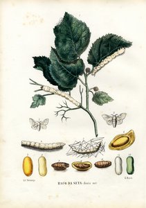 Schmetterlinge, 1863-79