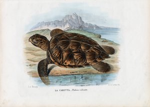Echte Karettschildkröte, 1863-79