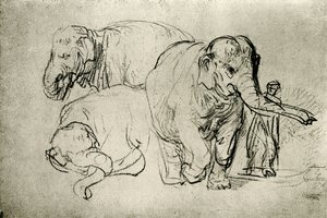 Studie von Elefanten