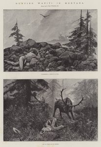 Wapiti-Jagd in Montana