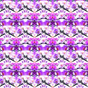 Lila Orchideenwiederholung