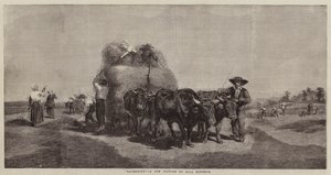 Heuernte