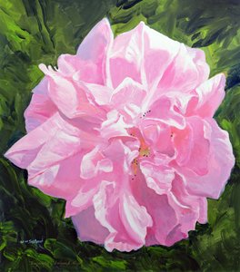 Viktorianische Rose
