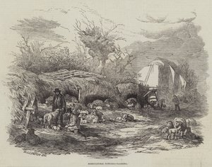 Landwirtschaftliche Bilder, Lammen