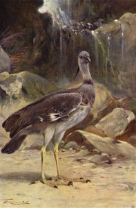 Halsband-Wehrvogel