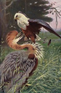 Riesenreiher und Seeadler