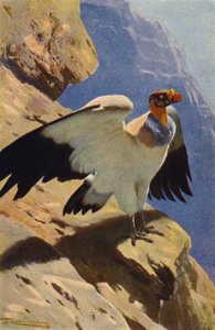 Königsgeier