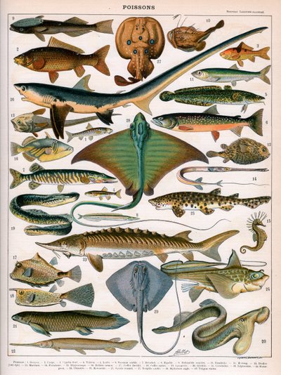 Illustration von Meeresfischen, ca. 1905-10 von (after) Alillot