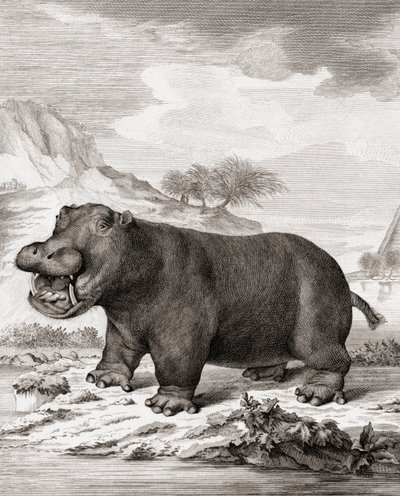 Ein Nilpferd (Hippopotamus amphibius) von (after) Dutch School