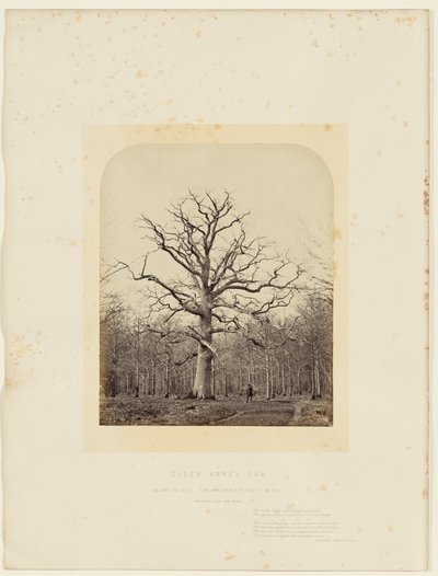 Eiche von Königin Anne von 14th Earl of Caithness James Sinclair