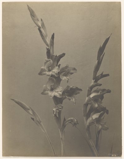 Gladiole von Achille Quinet