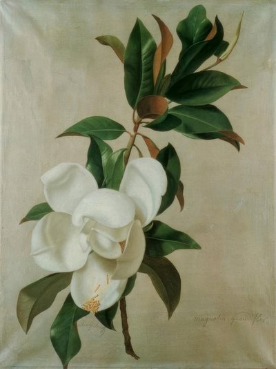 Magnolie von Adolf Senff