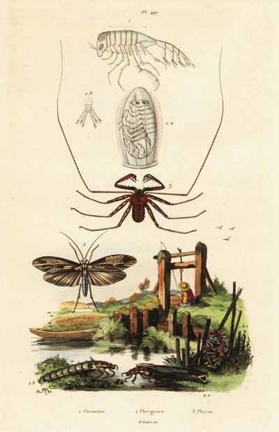 Peitschenspinne und Köcherfliege von Adolph (after) Fries