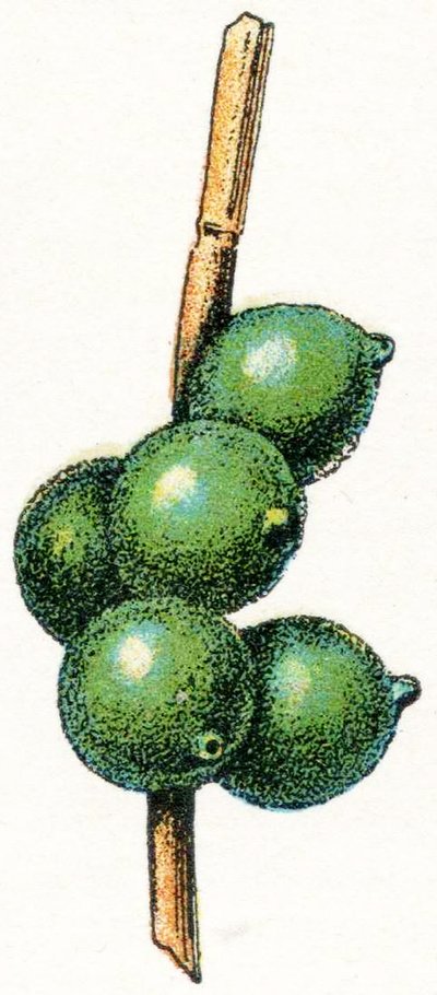 Tintenfischeier von Adolphe Philippe Millot