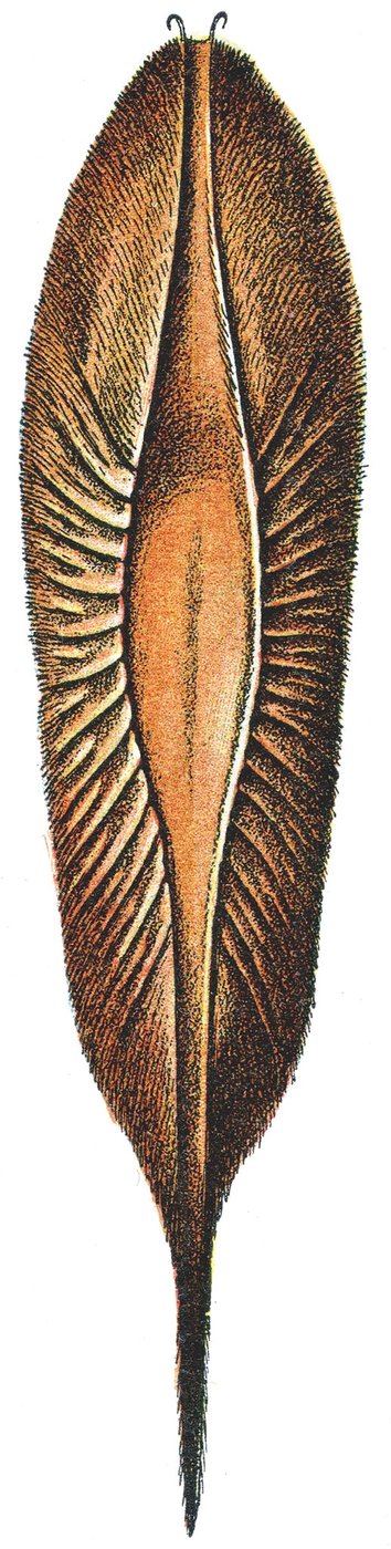 Eikapsel eines Chimärenfisches von Adolphe Philippe Millot