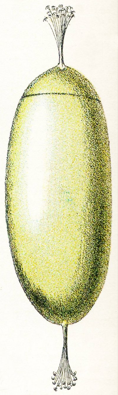 Ei einer Neunaugen, 1923 von Adolphe Philippe Millot