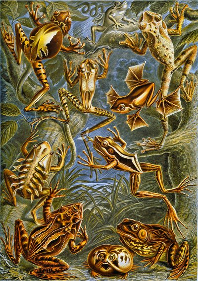 Illustration von Fröschen und Kröten, ca. 1909 von Adolphe Philippe Millot