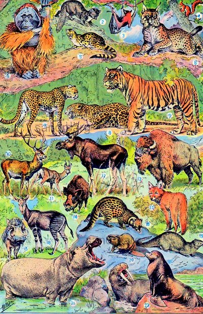 Illustration von Wildtieren, ca. 1923 von Adolphe Philippe Millot