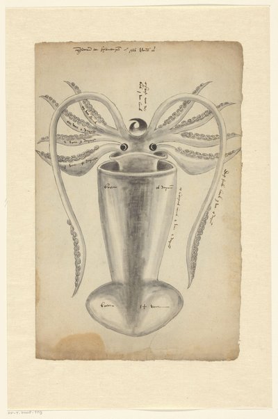 Tintenfisch von Adriaen Coenen